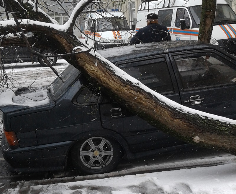 дерево, упавшее на машину, на ул. Мичурина в Белгороде