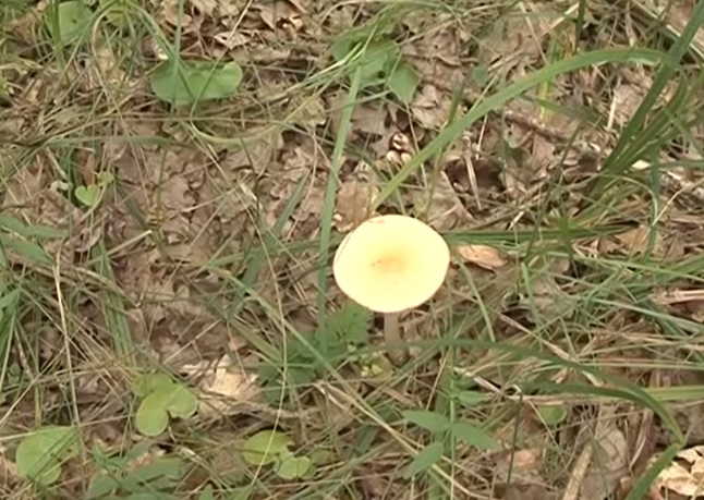отравление грибами 
