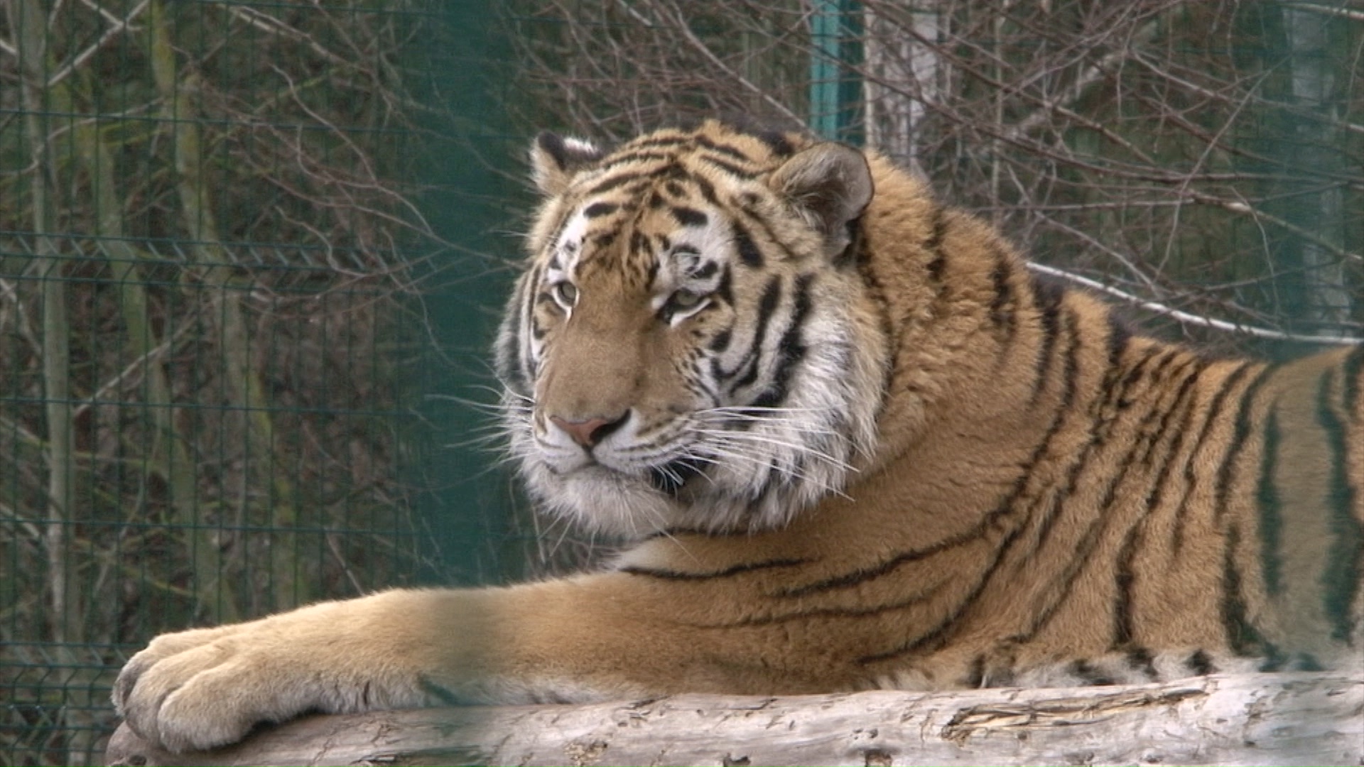 тигр в белгородском зоопарке