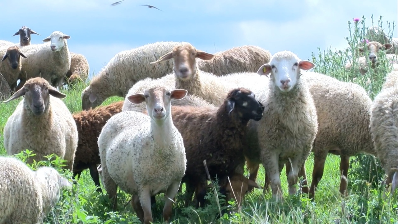 овцы в Репенке