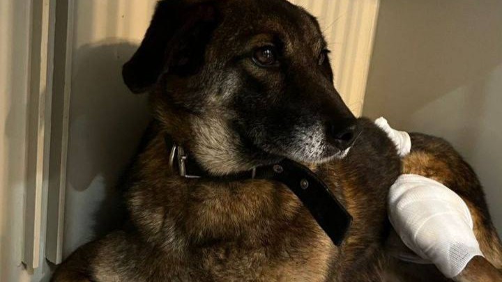 Приют «Добрый дом» в Белгородском районе атаковал дрон ВСУ