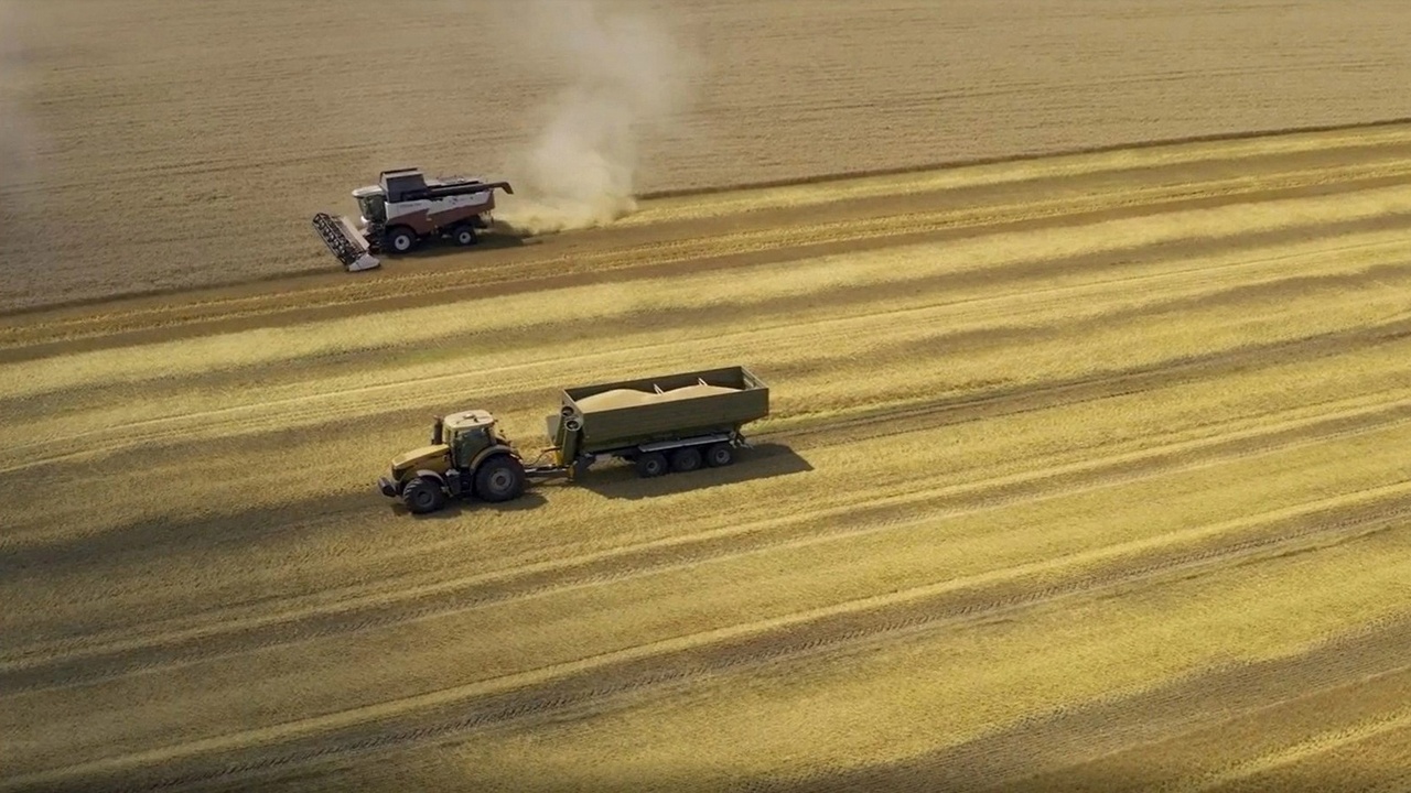 Вячеслав Гладков: 250 гектаров озимых пшеницы и ячменя уже убрано