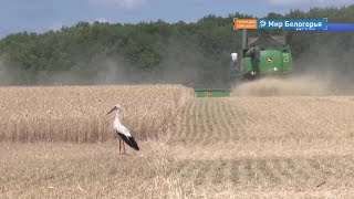 Белгородская область вошла в топ-5 по урожаю зерновых