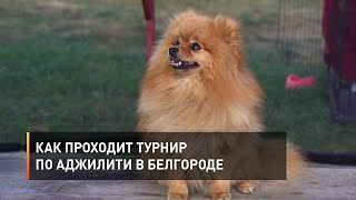 Как проходит турнир по аджилити в Белгороде