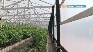 Как валуйчане развивают сельский бизнес