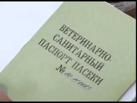 Как выбрать качественный мёд 