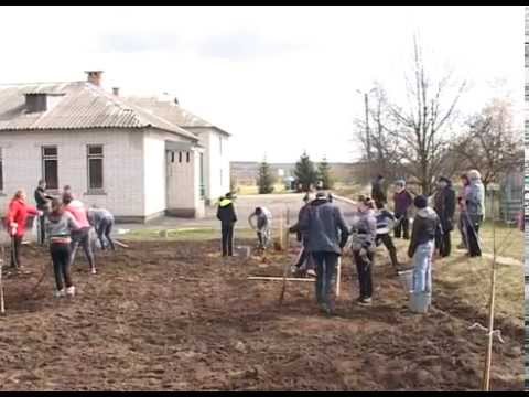 В Грайворонском районе приступили к посадке деревьев