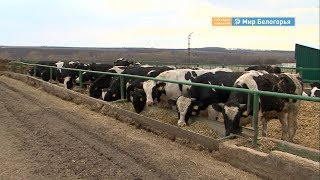Китайцев познакомили с сельским хозяйством Белгорода