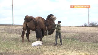Верблюд на самоизоляции под Белгородом