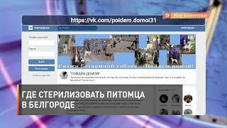 Где стерилизовать питомца в Белгороде