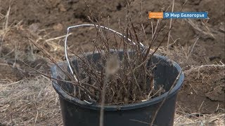 Новую дубовую рощу высадили в Белгороде
