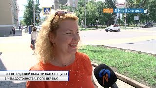 Почему белгородцы любят дубы