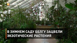В зимнем саду БелГУ зацвели экзотические растения 