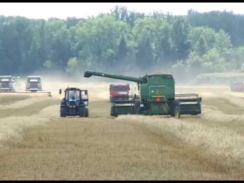 В Белгородской обрасти убрали 10 % всех зерновых