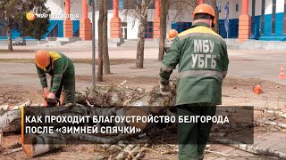 Как проходит благоустройство Белгорода после «зимней спячки»