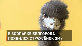 В зоопарке Белгорода появился страусёнок Эму