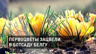 Первоцветы зацвели в ботсаду БелГУ