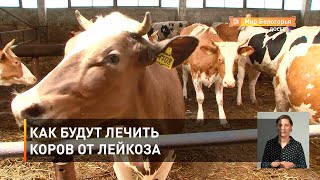 Как будут лечить коров от лейкоза