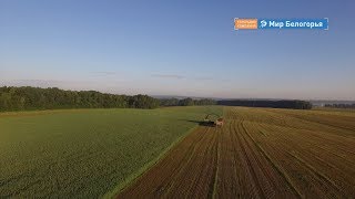 Гречка скоро подорожает