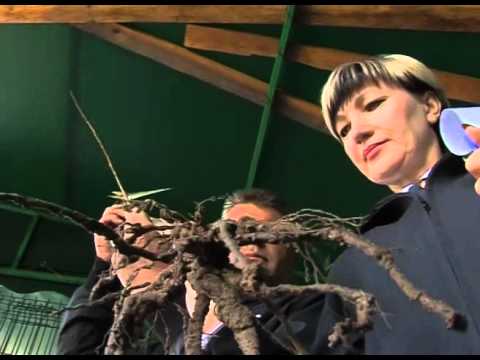 Ярмарка саженцев в Белгороде 