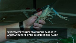 Житель Корочанского района разводит австралийских красноклешнёвых раков