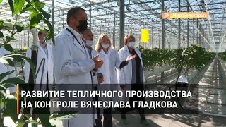 Развитие тепличного производства на контроле Вячеслава Гладкова
