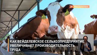 Как вейделевское сельхозпредприятие увеличивает производительность труда