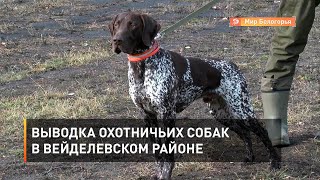 Выводка охотничьих собак в Вейделевском районе