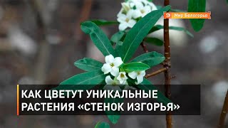 Как цветут уникальные растения «Стенок Изгорья»