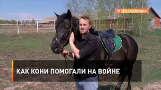 Как кони помогали на войне