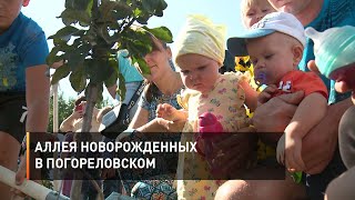 Аллея новорожденных в Погореловском