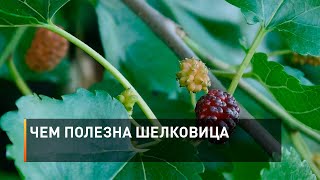 Чем полезна шелковица