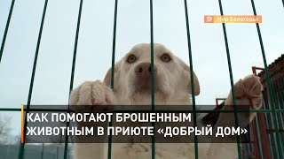 Как помогают брошенным животным в приюте «Добрый дом»