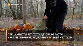 Специалисты экоохотнадзора области начали сезонную подкормку оленей и косуль