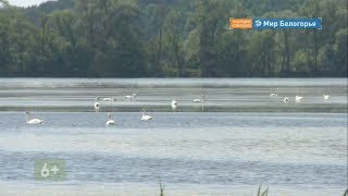 Лебединый край Краснояружского района