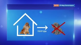 Десятки трупов собак обнаружили в овраге под Белгородом