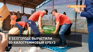 В Белгороде вырастили 50-килограммовый арбуз
