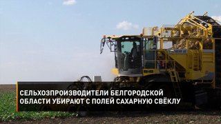 Сельхозпроизводители Белгородской области убирают с полей сахарную свёклу