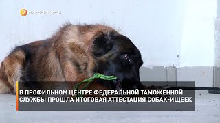 В профильном центре федеральной таможенной службы прошла итоговая аттестация собак-ищеек