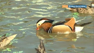 В регионе выбрали лучшее «Ветеранское подворье»