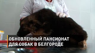 Обновленный пансионат для собак в Белгороде