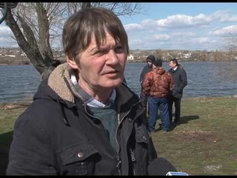 Разведение рыбы в волоконовских прудах