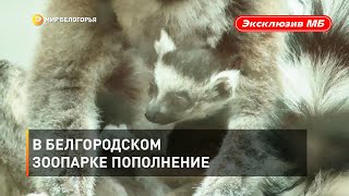 В Белгородском зоопарке пополнение