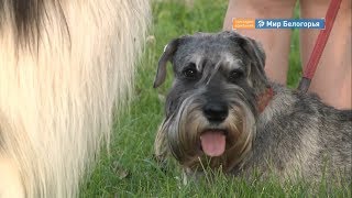 Развитие канистерапии в Старом Осколе