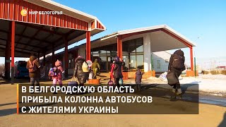 В Белгородскую область прибыла колонна автобусов с жителями Украины 