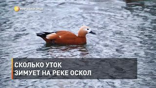 Сколько уток зимует на реке Оскол 