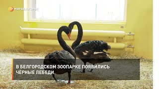 В белгородском зоопарке появились чёрные лебеди