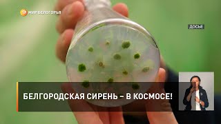 Белгородская сирень – в космосе!