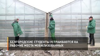 Белгородские студенты устраиваются на рабочие места мобилизованных