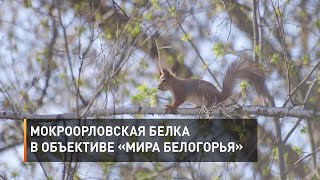 Мокроорловская белка в объективе «Мира Белогорья»